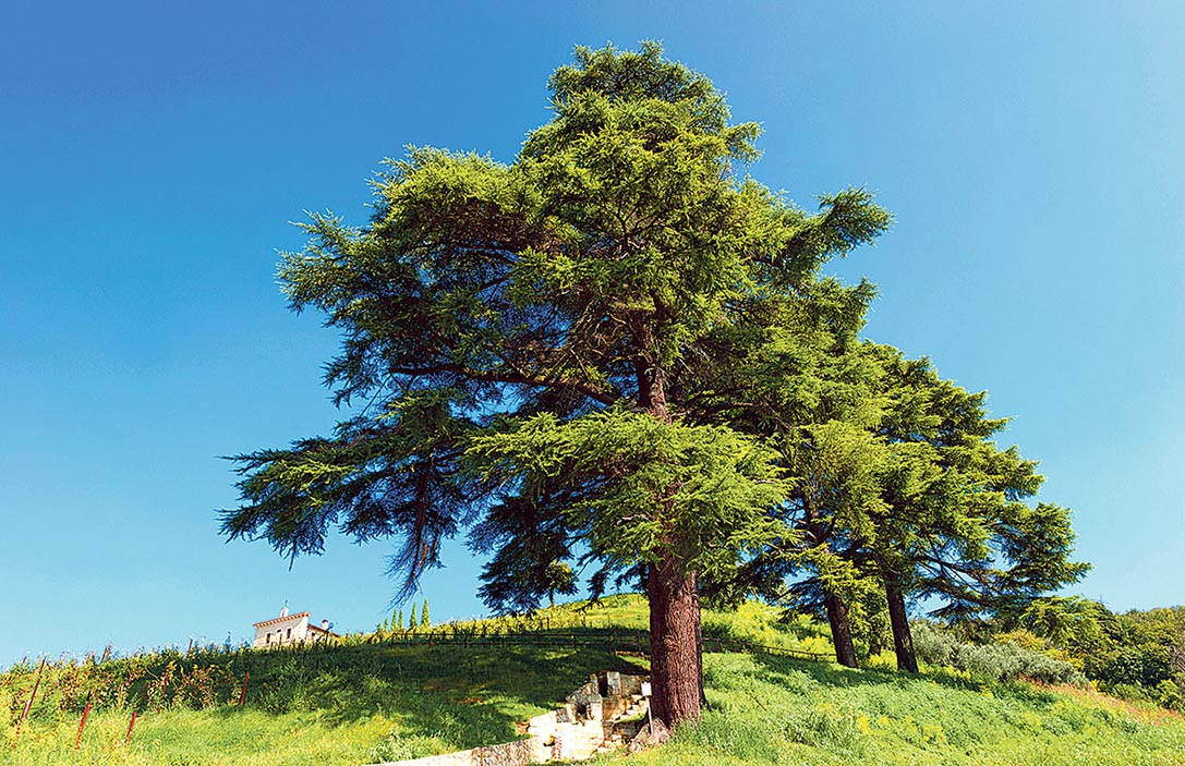 Image - Im Gewächshaus heiliger Schriften