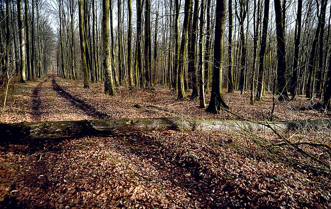Image - Nur der Baum war Zeuge
