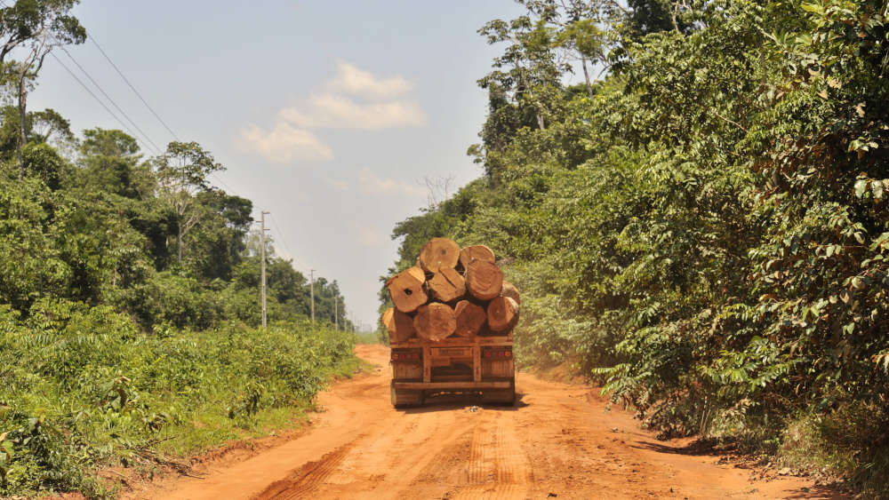 Die illegale Abholzung im Amazonas-Regenwald ist gesunken
