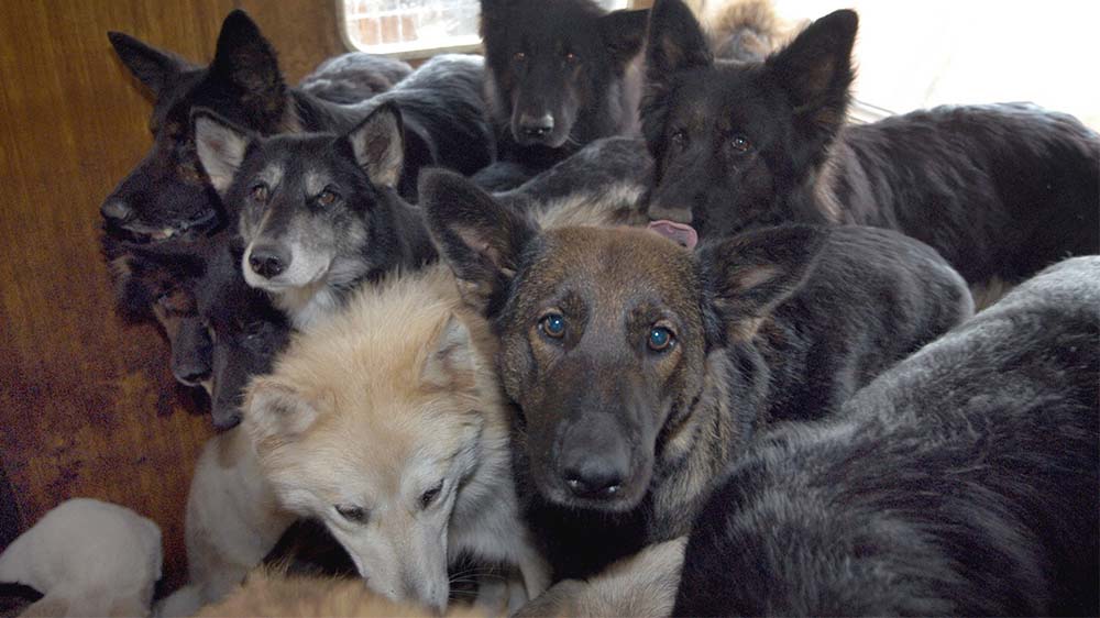 Unter Animal Hoarding versteht man das krankhafte "Sammeln" von Haustieren