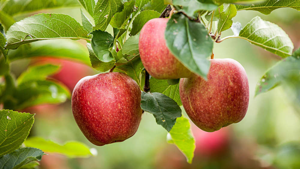 Frankfurts „Nationalgetränk“ gibt es nun auch in einer koscheren Variante