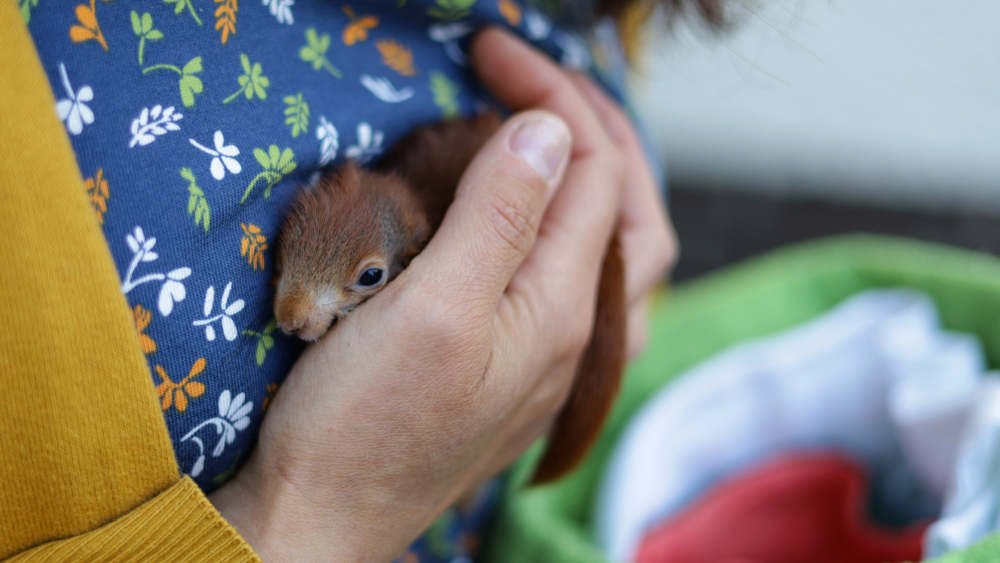 Retterin Mona Gharib hilft verwaisten und verletzten Eichhörnchen und päppelt jedes Jahr Dutzende von Tieren auf.