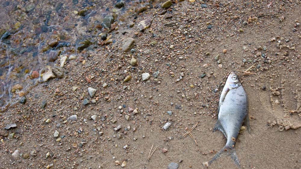 Tote Fische sorgten vergangenes Jahr an der Oder für Aufsehen (Symbolbild)
