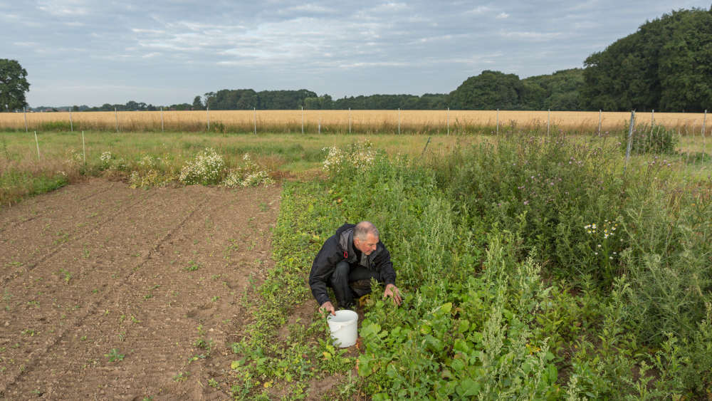 Gemüsegärtner Marko Seibold beim Ernten im Sonnenaufgang