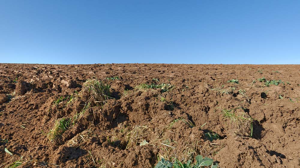 Gentechnisch veränderte Pflanzen müssen von der EU genehmigt werden, bevor sie importiert oder angebaut werden können