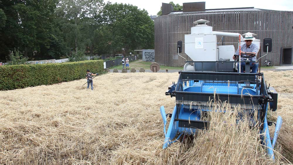 An der Kapelle der Versöhnung auf dem einstigen Todesstreifen der Berliner Mauer wird wieder Roggen geerntet