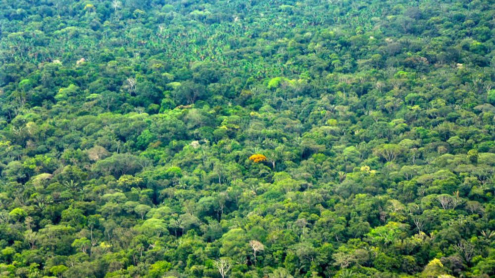 Image - Ecuador: Volksabstimmung für den Amazonas-Urwald