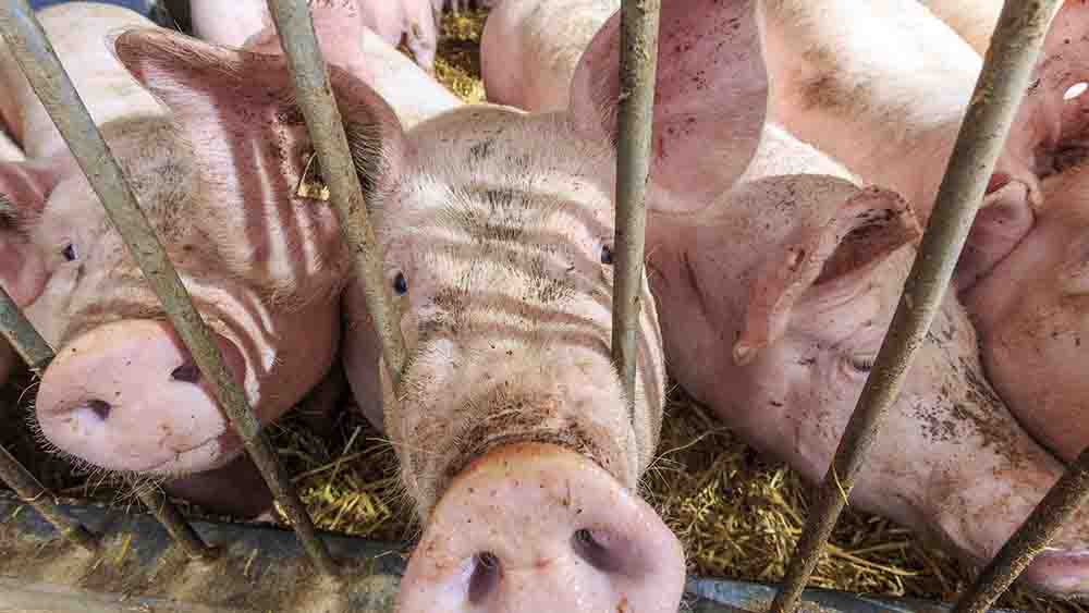 Vor allem die Viehhaltung verursacht viel CO2