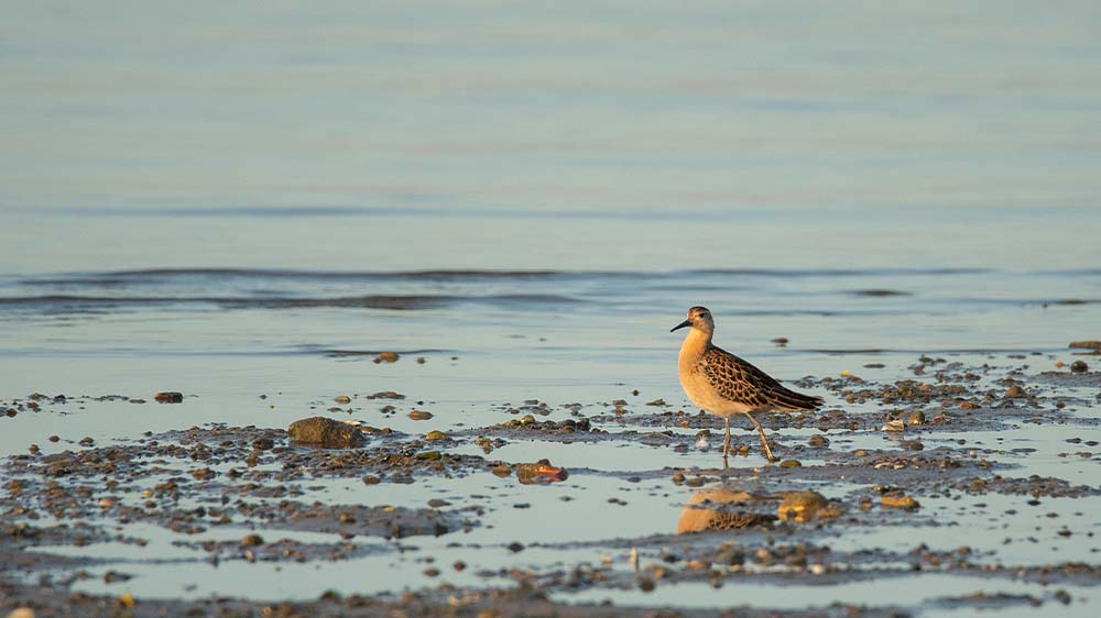Wenn Öl in das Wattenmeer gelangt, sind die Vögel gefährdet