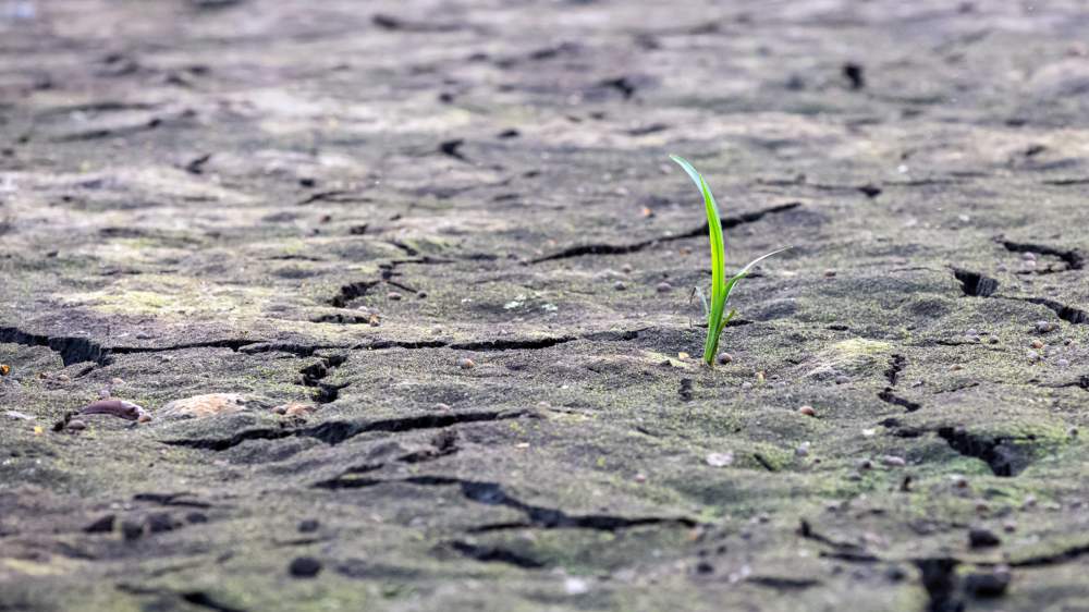 Image - EU-Rechnungshof fordert Handeln für mehr gesunde Böden