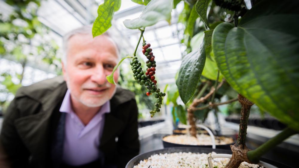 Andreas Ulbrich, Professor für Gemüseproduktion, begutachtet eine Pfefferpflanze in seinem Forschungszentrum der Hochschule Osnabrück