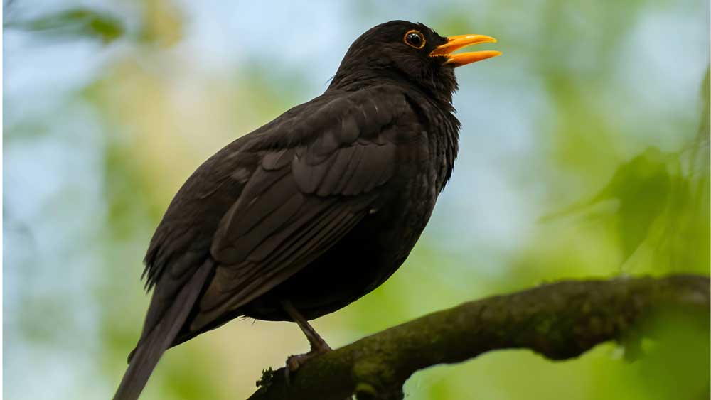 Singvogel Amsel