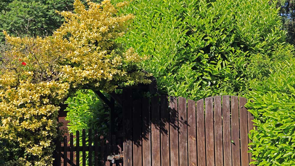 Kleingarten Holztür