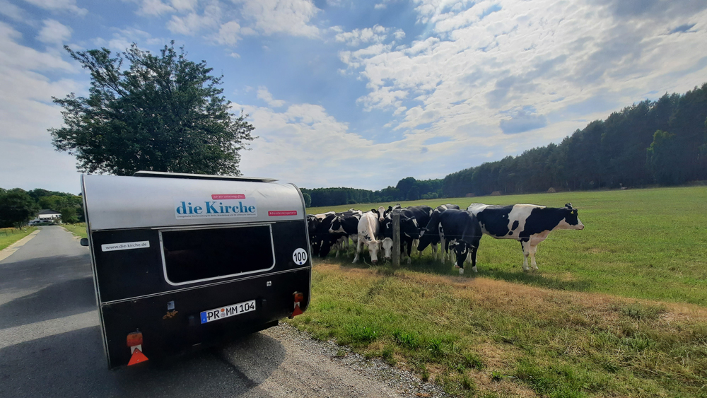 Wohnanhänger Qek an Kuhwiese