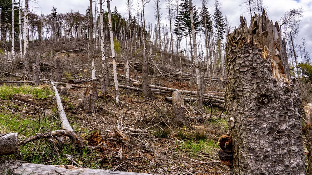 Image - Braune Blätter, braune Wiesen – Wenn Klimawandel traurig macht