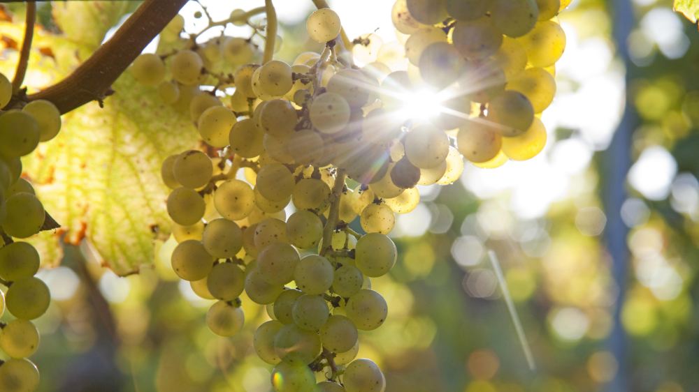 Image - Ein Gottesgeschenk: Die Weinrebe ist “Heilpflanze des Jahres 2023”