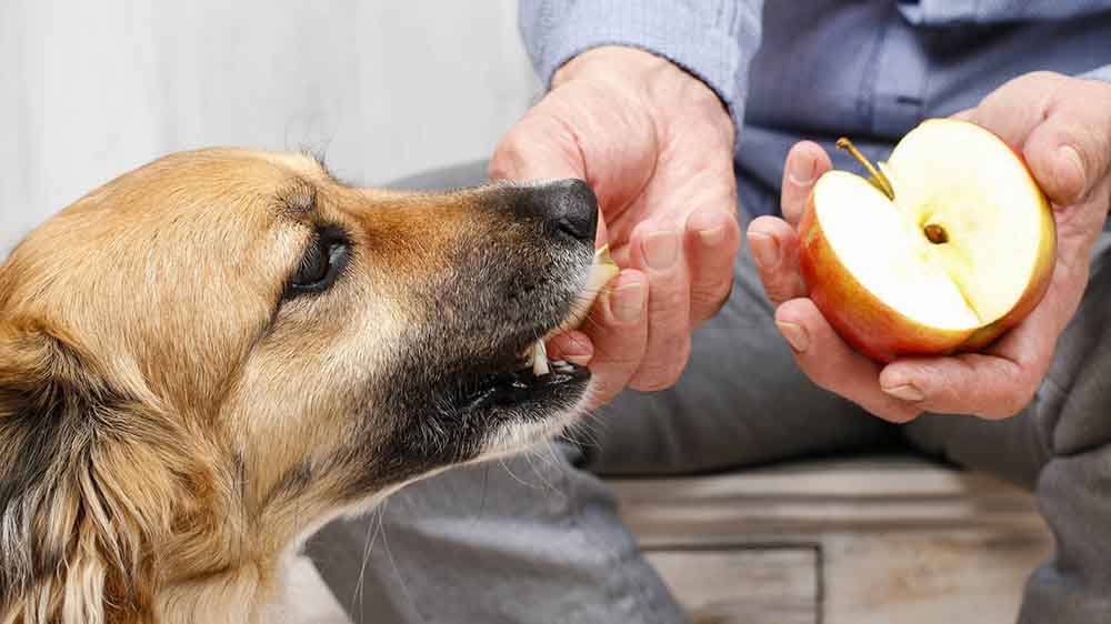 Äpfel sind im wahrsten Sinne tierisch lecker