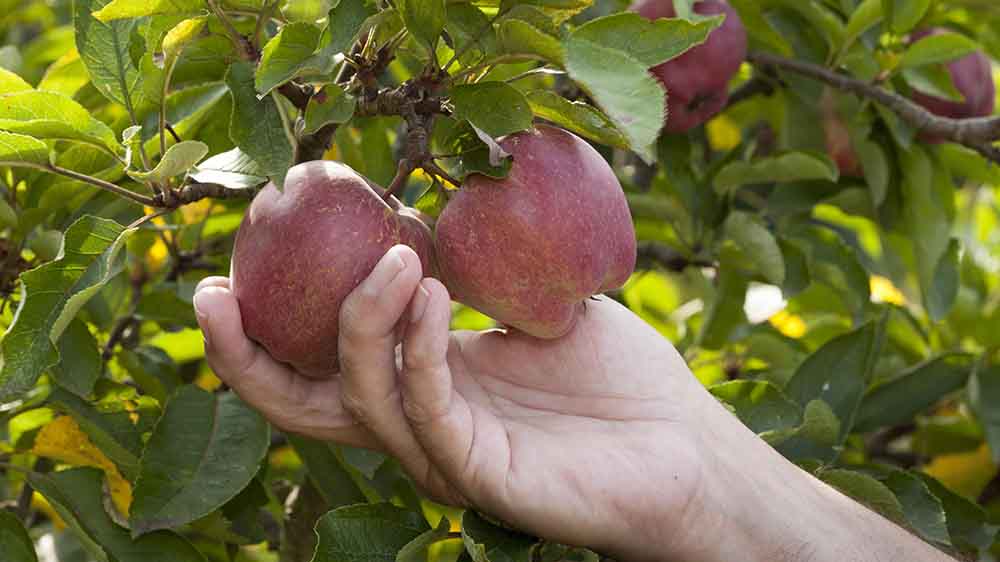 Image - Knackig, rund und paradiesisch: Der Apfel fasziniert seit Jahrhunderten
