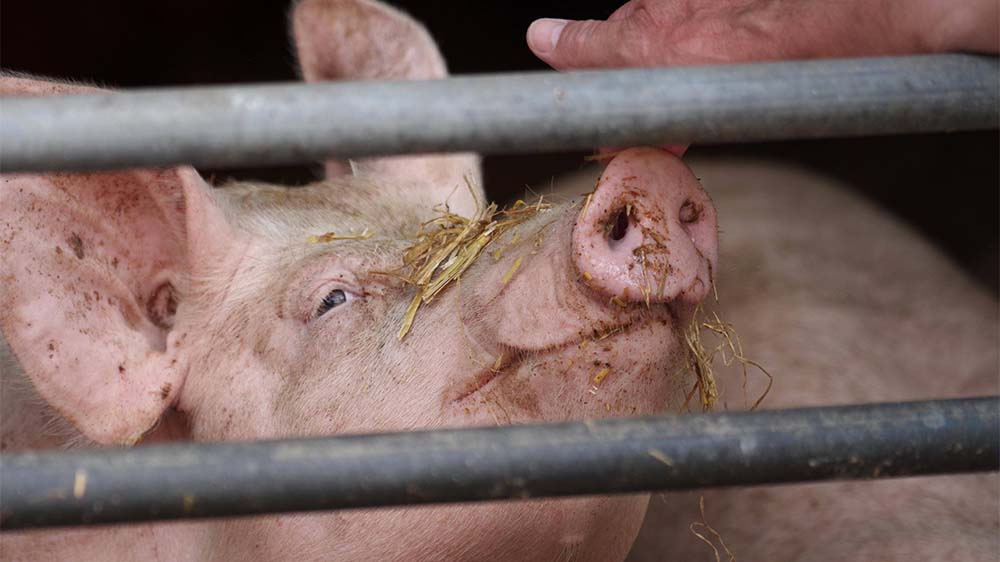 Image - Ausstellung zur Beziehung von Schwein und Mensch in Hannover