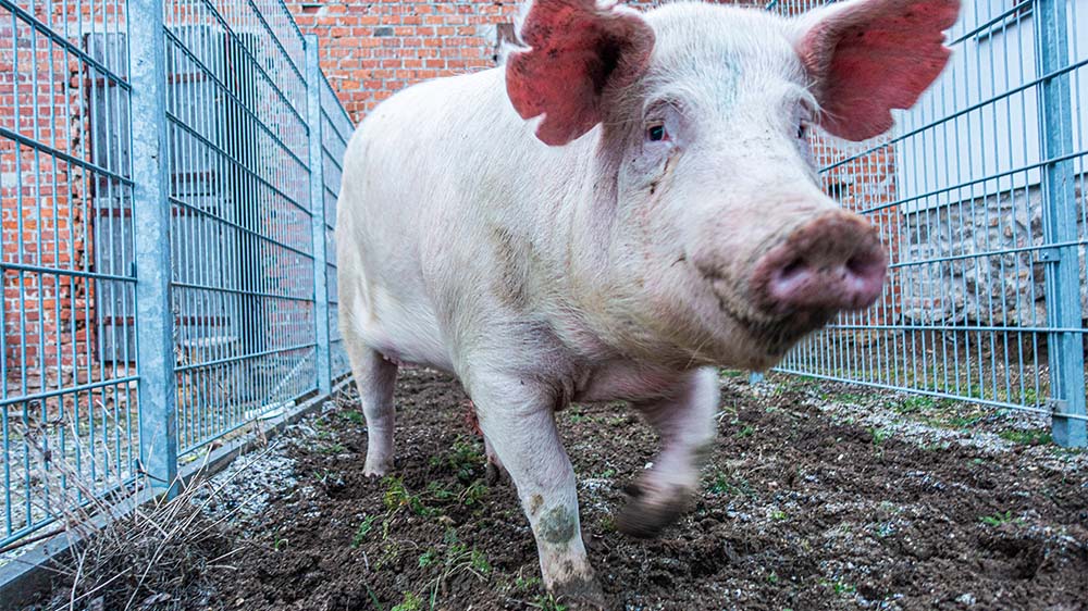 Schweinefleisch macht nach wie vor den größten Anteil bei der Fleischproduktion aus