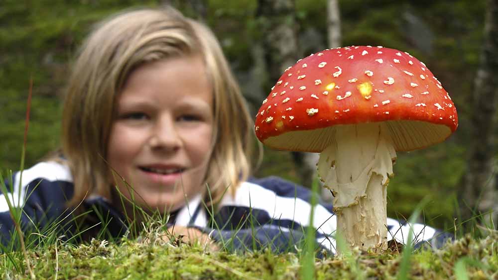Nur gucken, nicht anfassen: Der Fliegenpilz ist giftig
