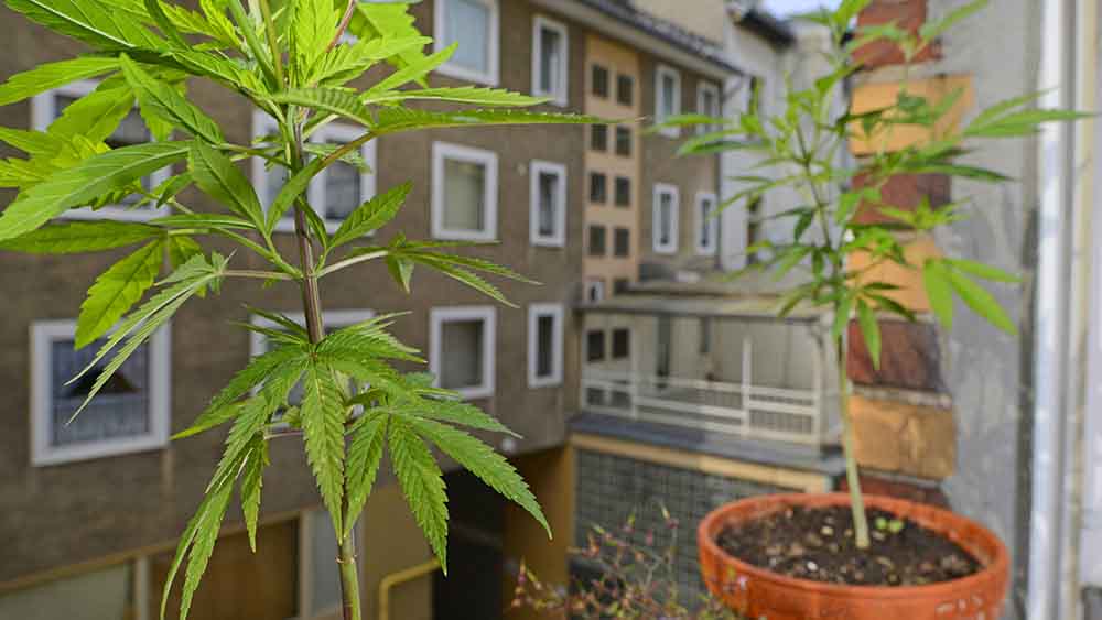 Noch ist es illegal, Hanfpflanzen auf dem eigenen Balkon zu züchten. Doch das soll sich ändern