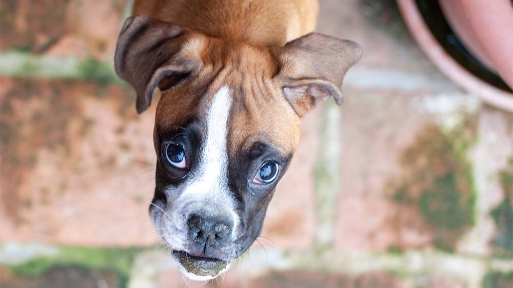 Besonders mit Hundewelpen wird illegal gehandelt