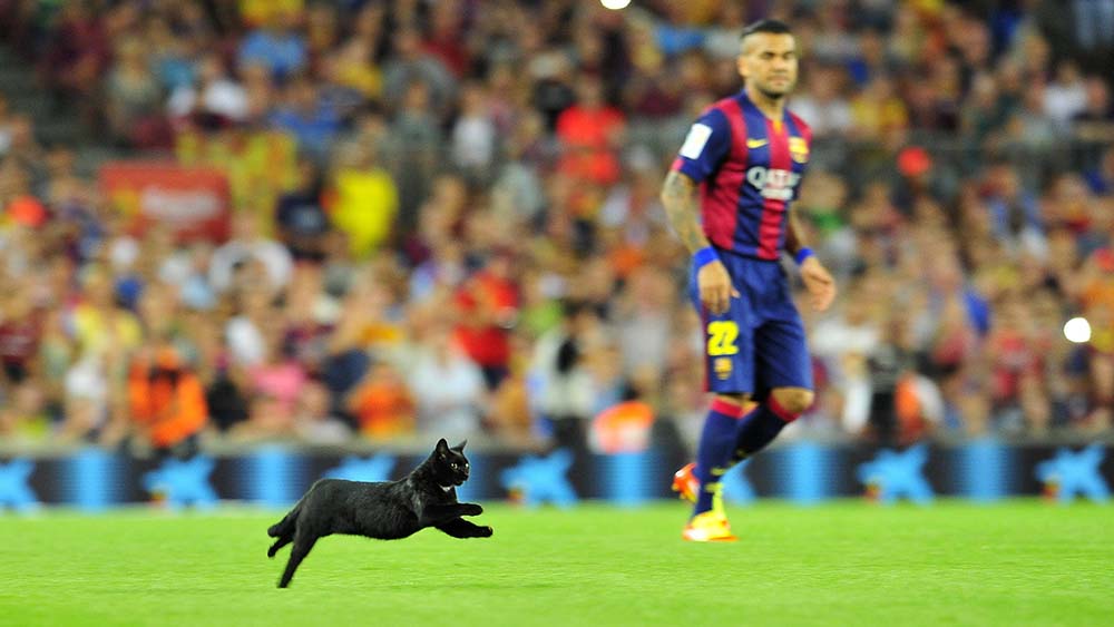 Achtung, schwarze Katze von links! Dieses Exemplar tauchte im August 2014 plötzlich während eines Spiels im Nou-Camp-Stadion von Barcelona auf. Hat den Gastgebern aber Glück gebracht. Sie gewannen gegen Elche CF mit 3:0