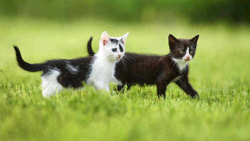 Es gibt keinen Grund, die linke Katze niedlicher zu finden. Wirklich nicht