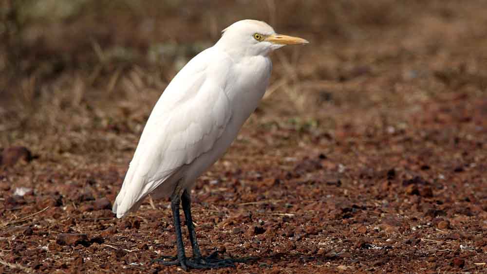 Kuhreiher haben sich in Bayern angesiedelt (Archiv)