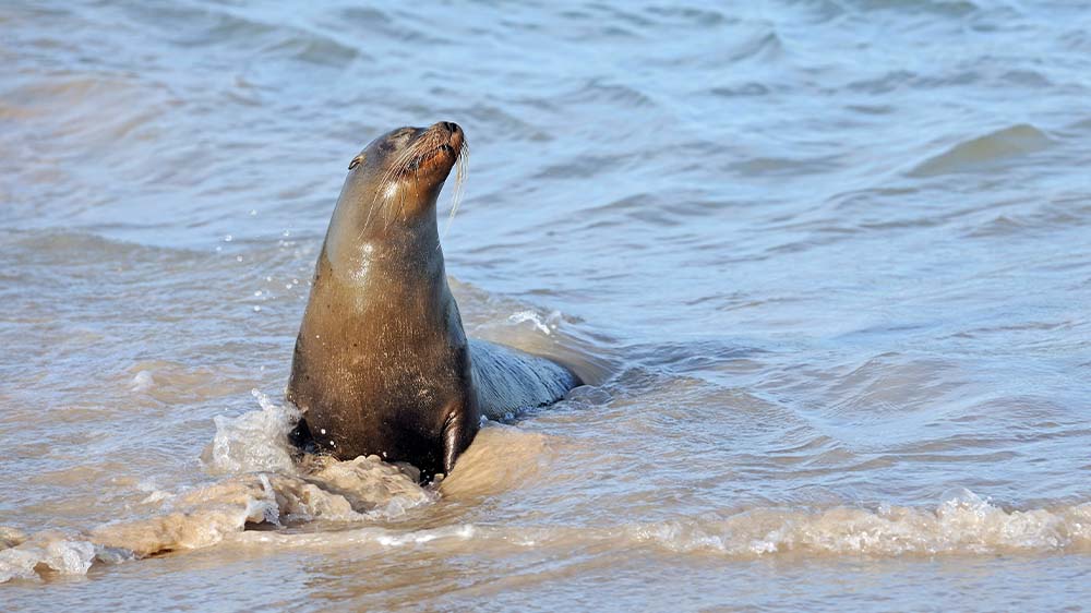 Der Klimawandel bedroht kleinste Lebewesen bis hin zu Robben, Walen und Eisbären, wie aus der Studie hervorgeht, die unter Leitung des Alfred-Wegener-Instituts (AWI) erstellt wurde