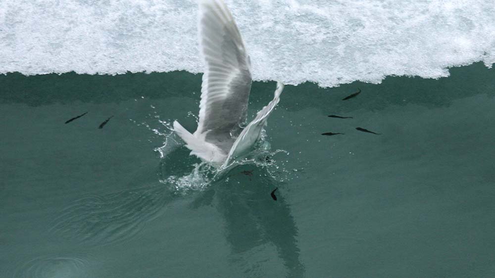 Der Klimawandel bedroht den Polardorsch in der Arktis und damit die Nahrungsversorgung vieler Tiere