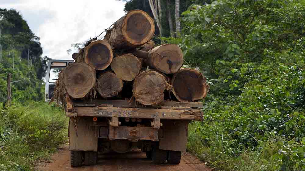 Image - Amazonas: Abholzung sinkt, aber Ökosystem bleibt bedroht