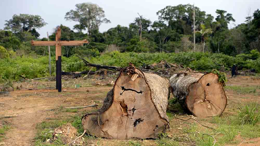 Der Regenwald in Brasilien ist bedroht, nicht nur symbolisch