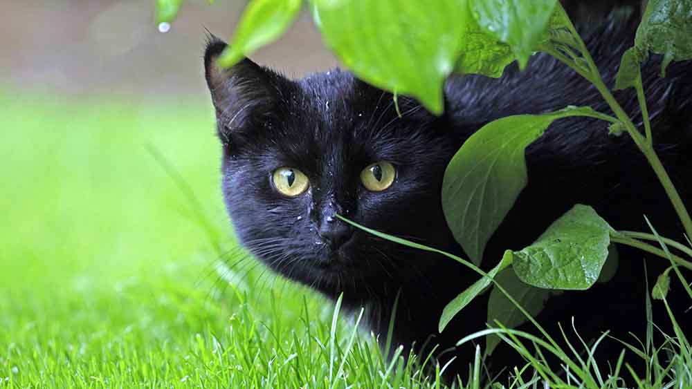 Auch diese schwarze Katze dürfte wohl unter einem schlechten Image leiden – zu Unrecht