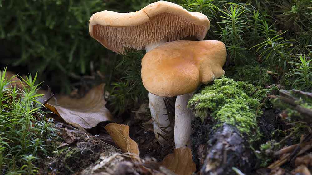 Image - Wildpilze auch 37 Jahre nach Tschernobyl radioaktiv belastet