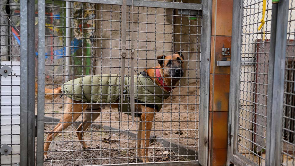 Der Deutsche Tierschutzbund sorgt sich um die überfüllten Tierheime in Deutschland 