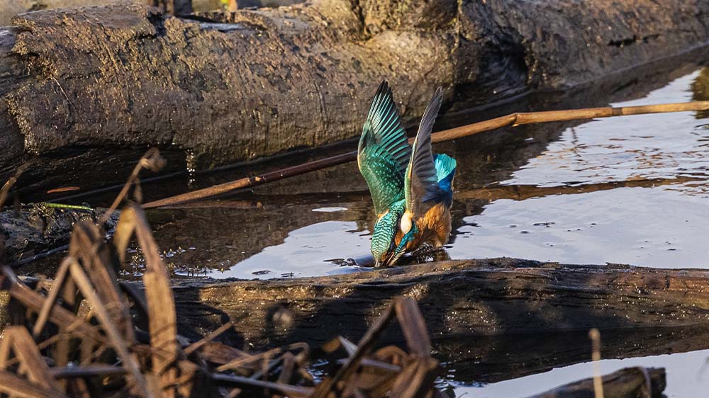 Wenn sich fremde Tiere anfangen, wohl in deutschen Flüssen zu fühlen, verdrängen sie damit einheimische Arten