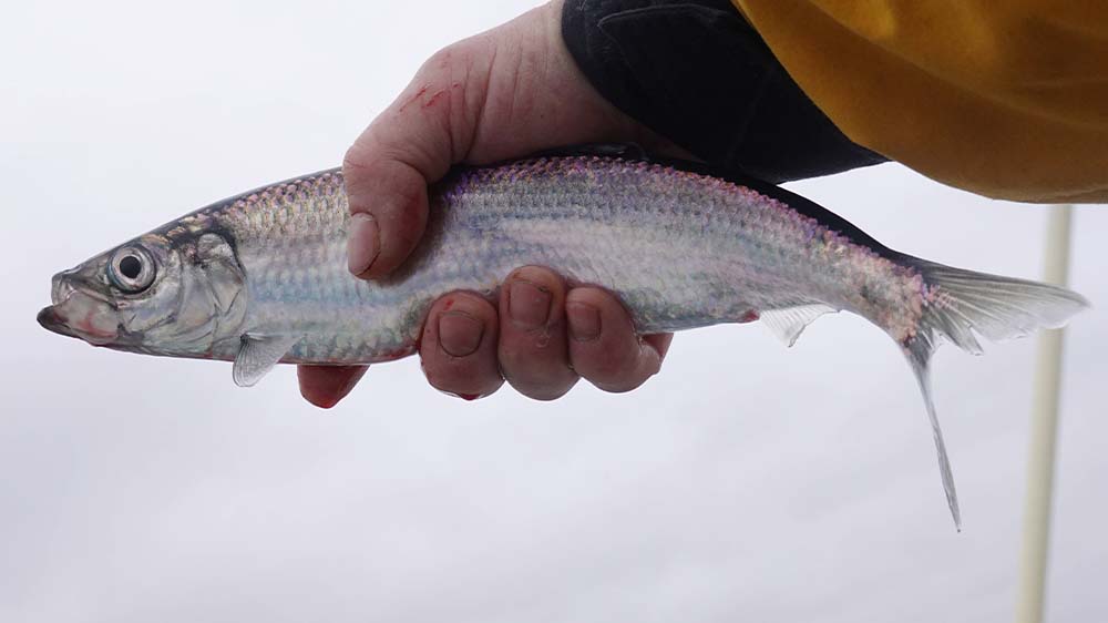 Image - “Tag des Fisches”: WWF kritisiert Zustand von Nord- und Ostsee