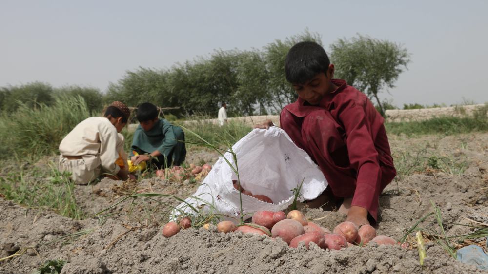 Image - Hunger in Afghanistan zwingt immer mehr Kinder zur Arbeit