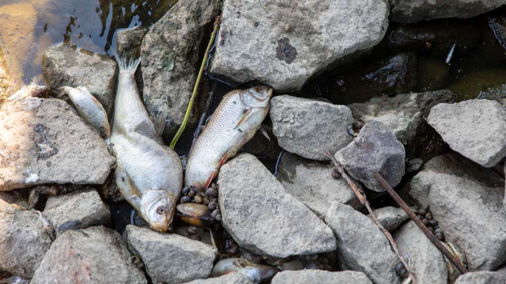 Bis zu 1.000 Tonnen Fische verendeten in der Oder im letzten Jahr