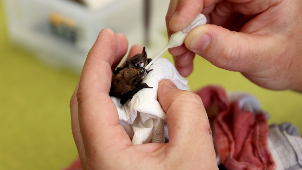 Mit einer Pipette tröpfelt Spruck einer winzigen Fledermaus die Milch ins Maul