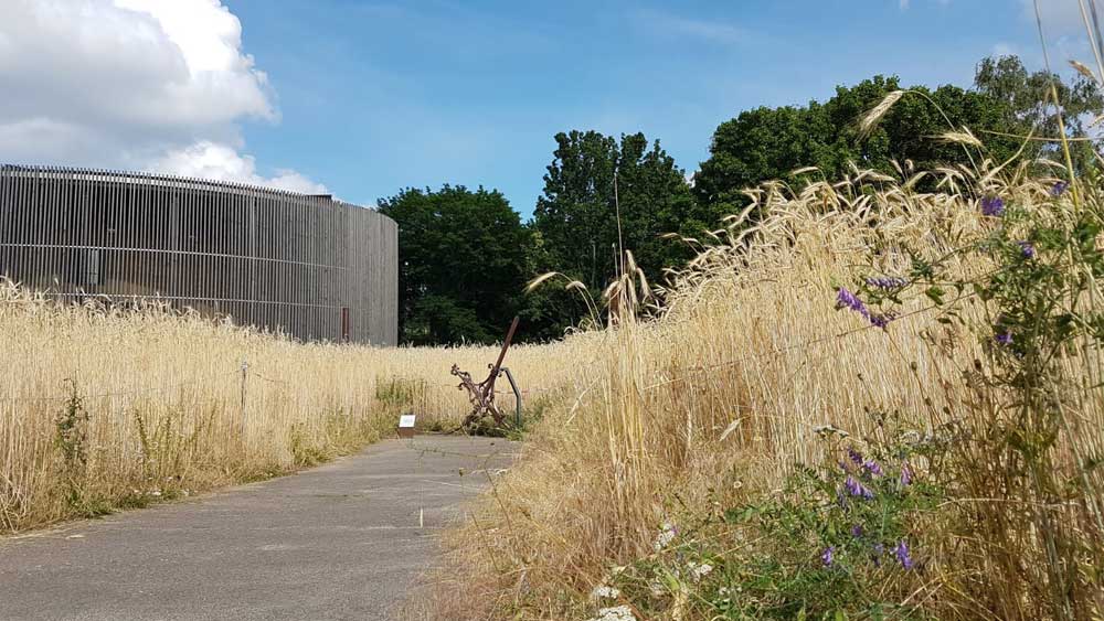 Kapelle der Versöhnung mit Roggenfeld