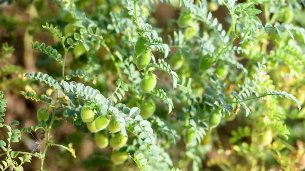 Kichererbsen auf dem Feld der Bio-Landwirtin Marie von Schnehen in Klein Schneen