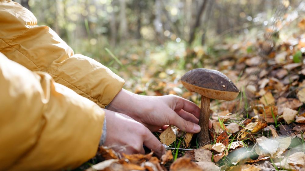 Die frühzeitige Pilzsaison bringt auch Risiken für unerfahrene Pilzsammler mit sich