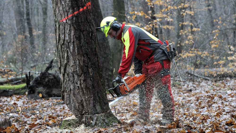 Image - BUND fordert strenge Vorgaben für Waldbewirtschaftung