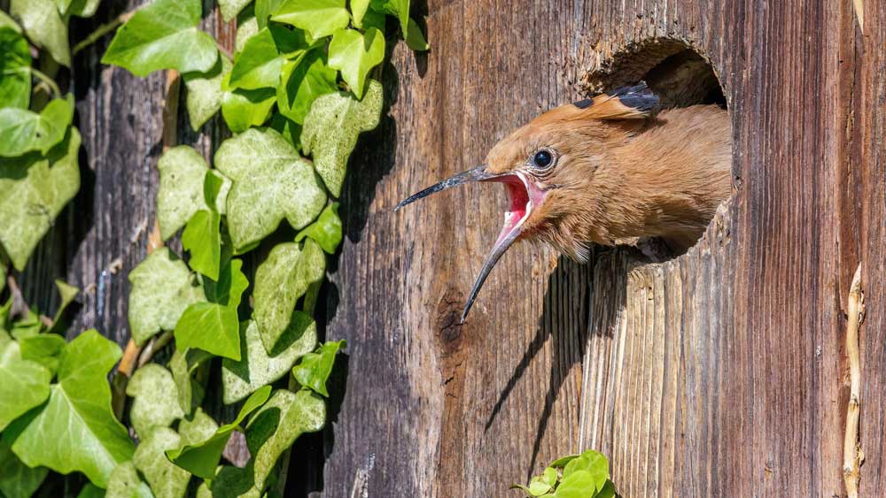 Der Wiedehopf brütet in offenen, warmen und trockenen Landschaften