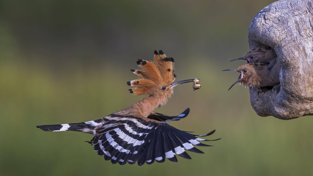 Der Wiedehopf kommt in Deutschland heute fast nur noch in Brandenburg zusammen mit Teilen von Sachsen-Anhalt vor