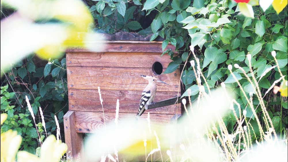 Image - Vogel des Jahres: Wiedehopf kehrt in Brandenburg zurück