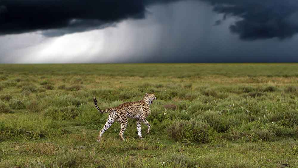 Afrika leidet unter dem Klimawandel besonders, auch dieser Gepard in der Serengeti (Tansania)